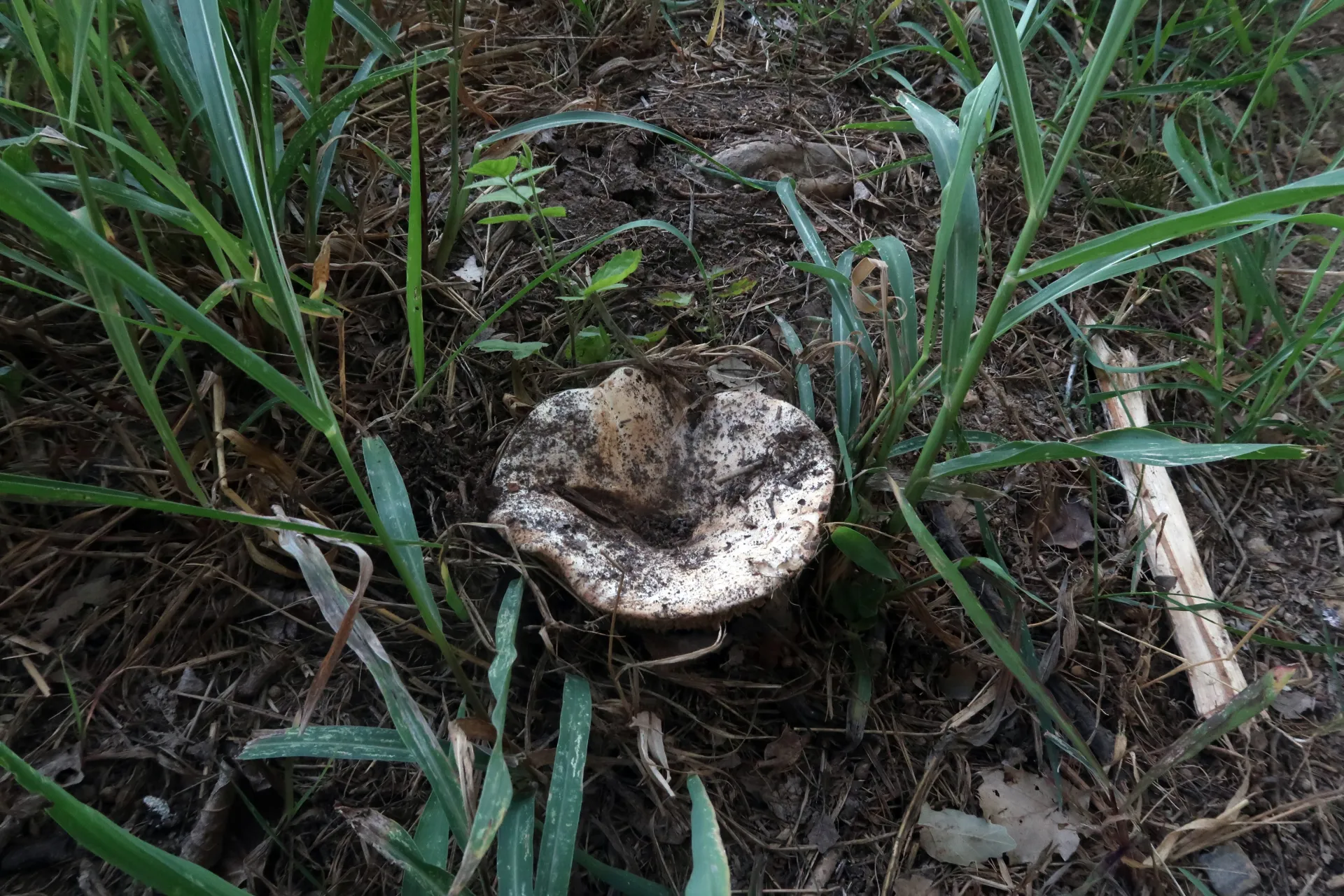 Russula delica - 1 - IMG_5499